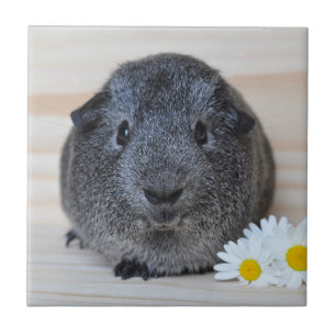 Cute Smooth, Silver Agouti Guinea Pig and Daisies Ceramic Tile