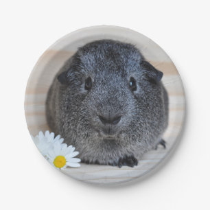 Cute Smooth, Silver Agouti Guinea Pig and Daisies Paper Plates
