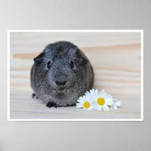 Cute, Smooth, Sliver Agouti Guinea Pig and Flowers Poster