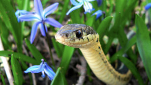 cute snake posters photo prints zazzle