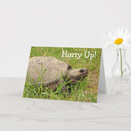 Cute Snapping Turtle Get Well Card
