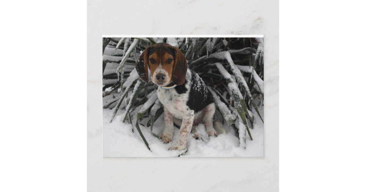 snoopy beagle