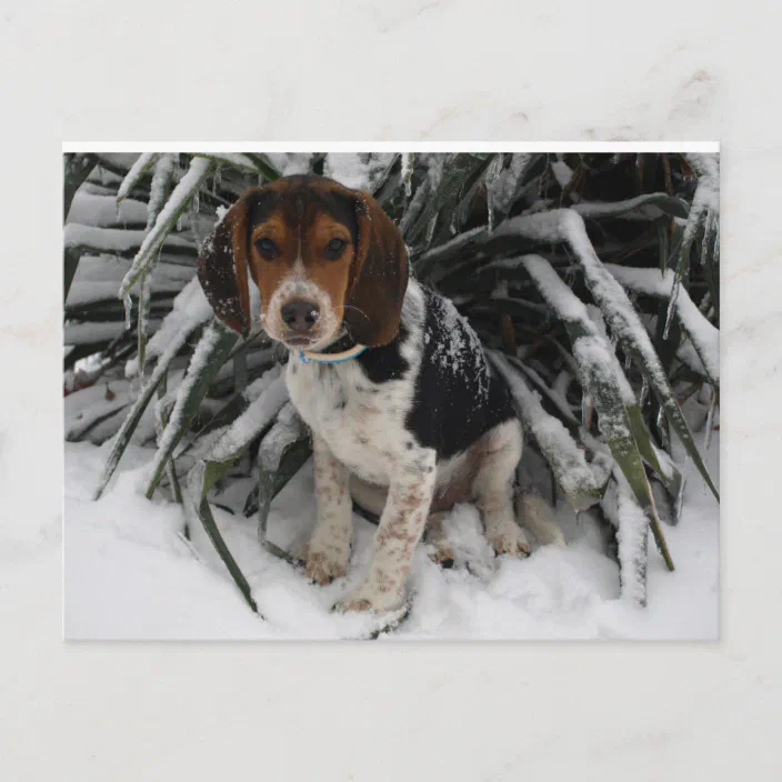 Cute Snoopy Beagle Puppy Dog In Snow Postcard Zazzle Com