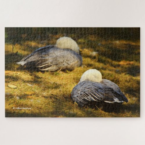 Cute Snow Geese Dreaming in the Summer Sun Jigsaw Puzzle