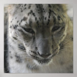 Cute Snow Leopard Poster