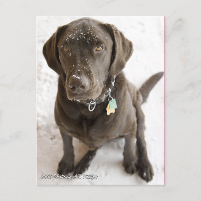 Cute Snow Sprinkled Chocolate Lab Photograph Postcard (Front)