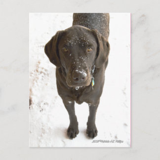 Cute Snow Sprinkled Chocolate Lab Postcard