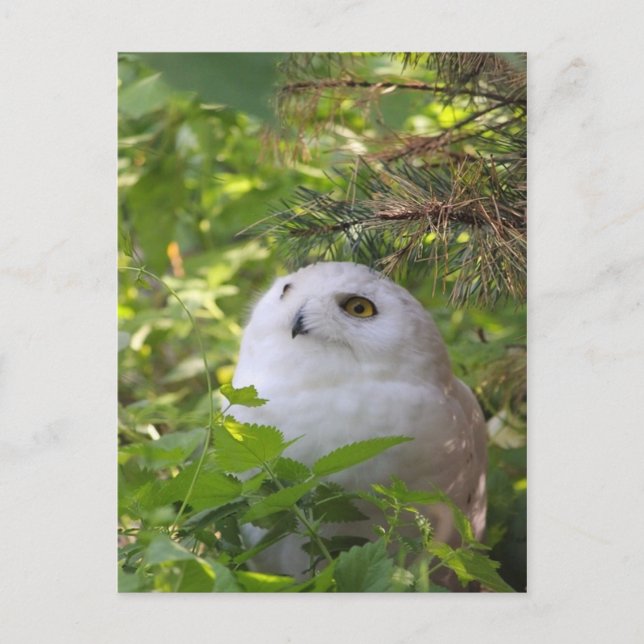 Cute Snowy Owl Holiday Postcard (Front)