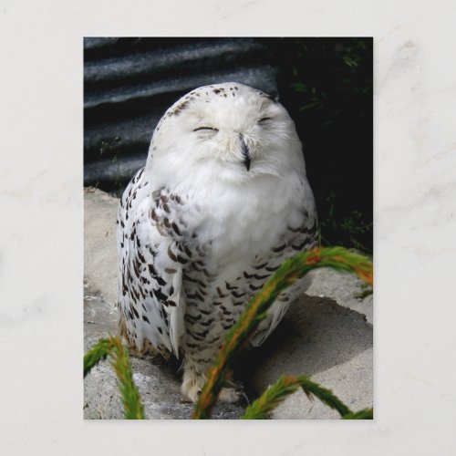 Cute Snowy Owl Holiday Postcard