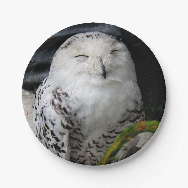 Cute Snowy Owl Paper Plates (Front)