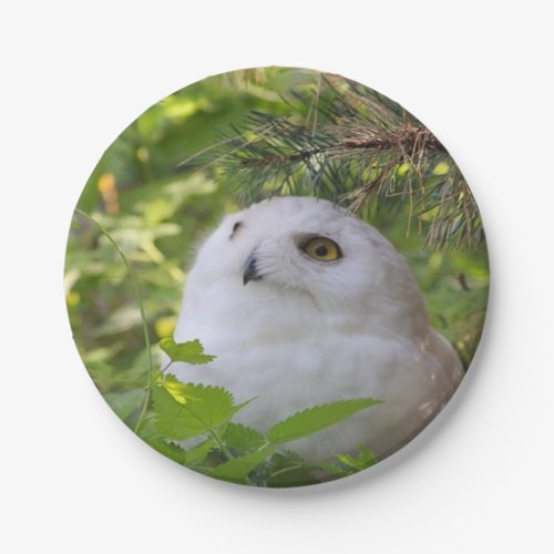 Cute Snowy Owl Paper Plates
