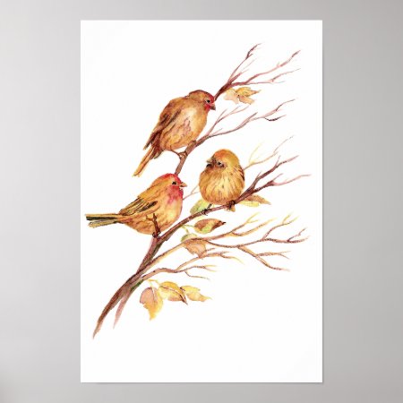 Cute Song Sparrow, Bird, Garden, Animal Nature Poster