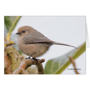 Cute Songbird on the Pear Tree Cards
