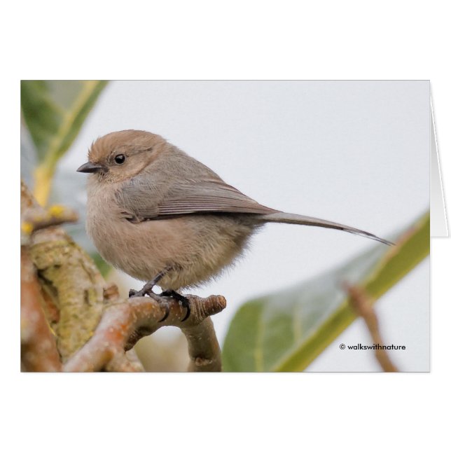 Cute Songbird on the Pear Tree Cards (Front Horizontal)