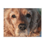 Cute Spaniel Postcard