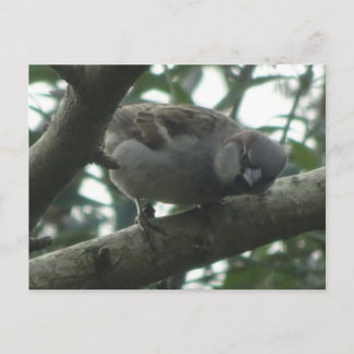 Cute Sparrow Close Up DIY Postcard