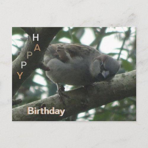 Cute Sparrow Close Up Happy Birthday Postcard