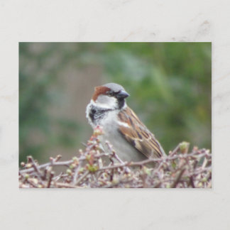 Cute Sparrow DIY Postcard