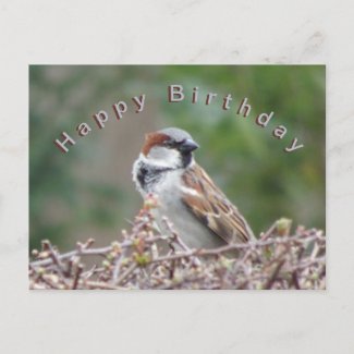 Cute Sparrow Happy Birthday Postcard