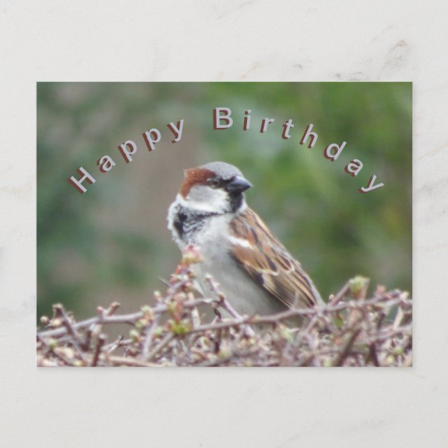 Cute Sparrow Happy Birthday Postcard (Front)