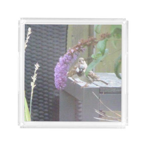 Cute Sparrows Acrylic Tray
