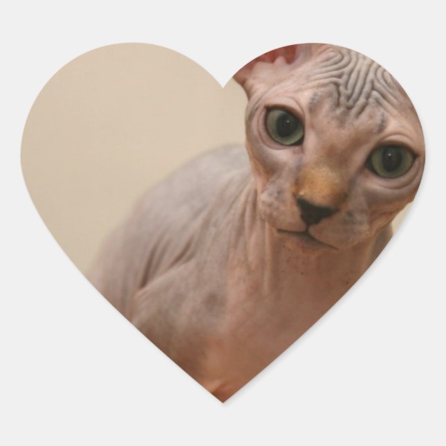 Cute sphynx kitten "I'm furless, are you?" Heart Sticker (Front)