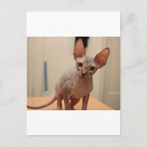 Cute sphynx kitten Im furless are you Postcard