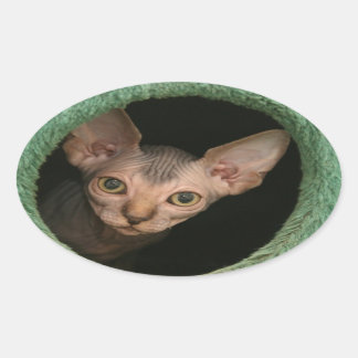 Cute sphynx kitten oval sticker