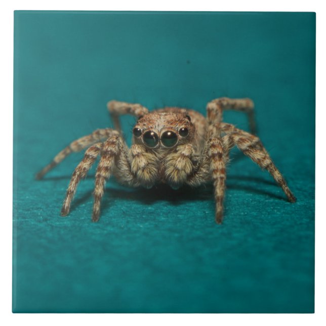 Cute Spider Big Eyes Photo Ceramic Tile (Front)