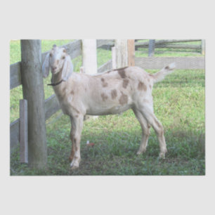 Cute Spotted Floppy Eared Goat Tissue Paper