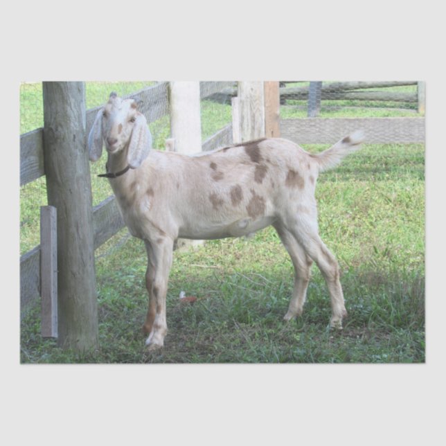 Cute Spotted Floppy Eared Goat  Tissue Paper (Front)