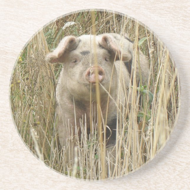 Cute Spotty Pig Coasters (Front)