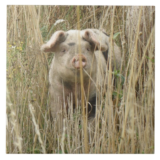 Cute Spotty Pig Tile (Front)