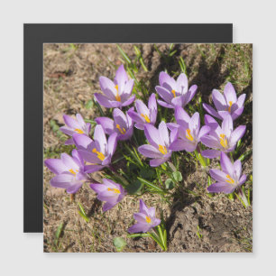 Cute spring crocuses