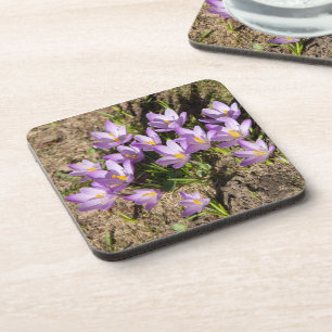 Cute spring crocuses beverage coaster