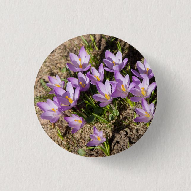 Cute spring crocuses button (Front)