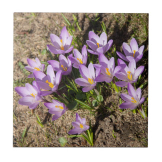 Cute spring crocuses ceramic tile
