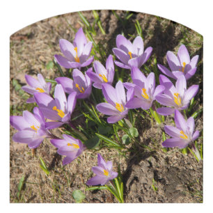 Cute spring crocuses door sign
