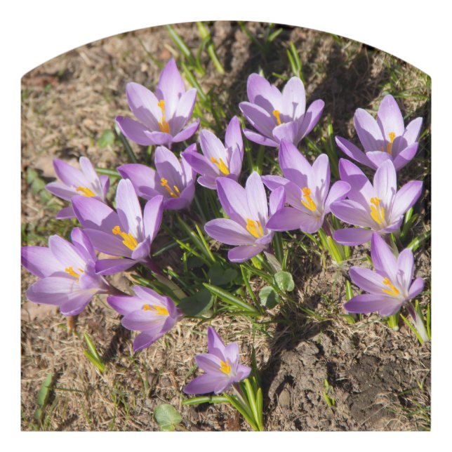 Cute spring crocuses door sign (Contour Front)