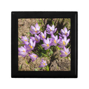 Cute spring crocuses gift box