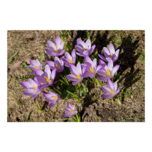 Cute spring crocuses poster