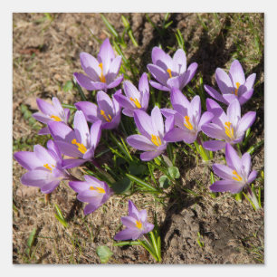 Cute spring crocuses sign