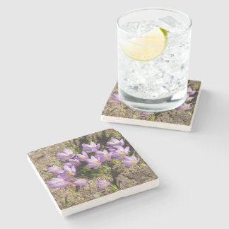 Cute spring crocuses stone coaster