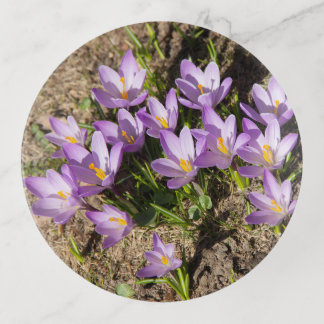 Cute spring crocuses trinket tray
