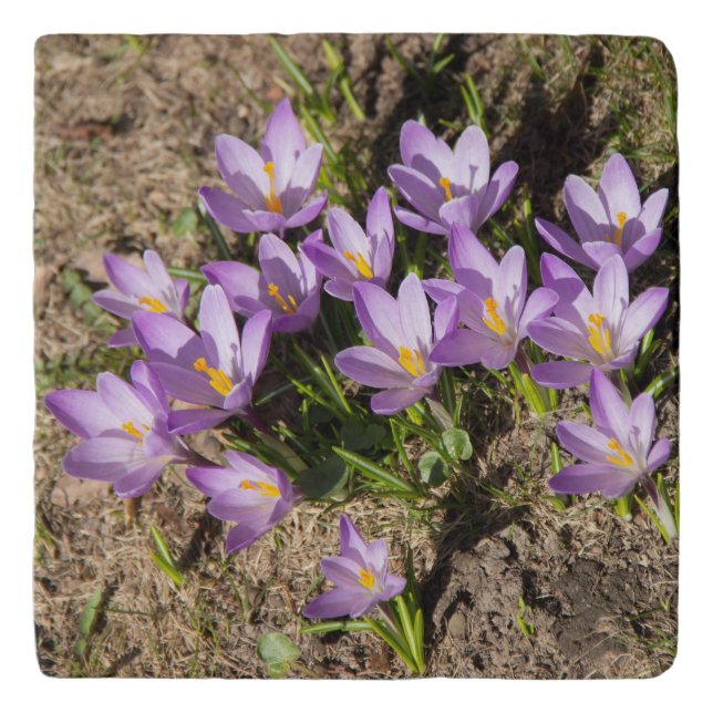 Cute spring crocuses trivet (Front)