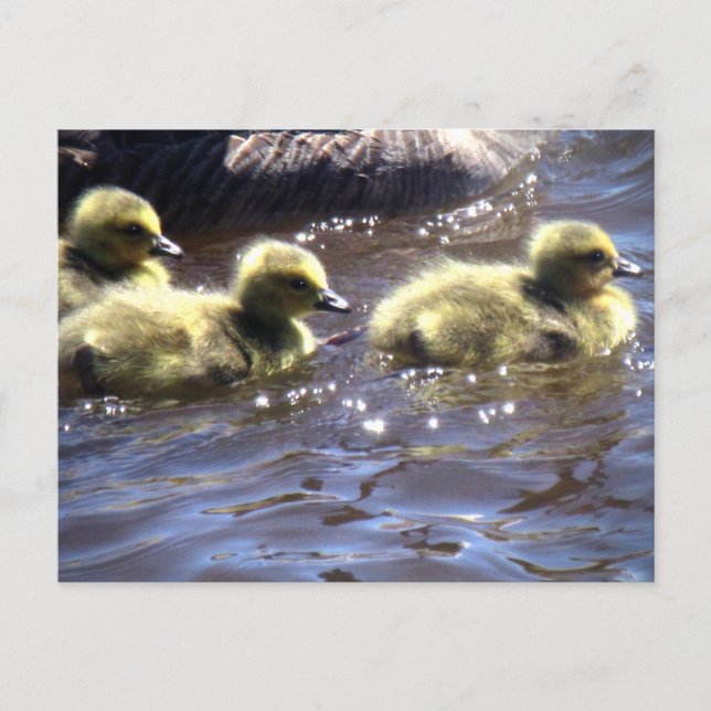 Cute Spring Goslings Baby Geese Swimming Postcard (Front)