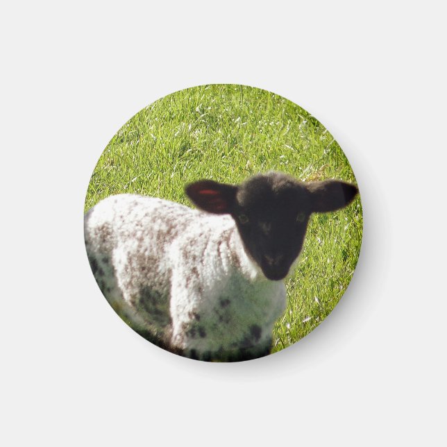 Cute Spring Lamb Magnet (Front)