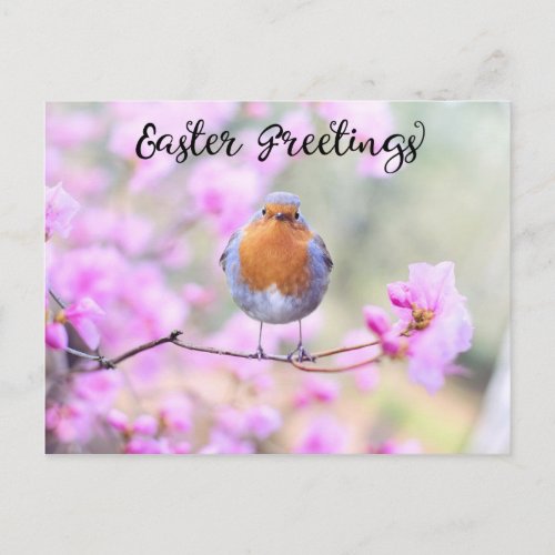 Cute Spring Robin Bird Easter Greetings Blossoms Postcard