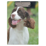 Cute Springer Spaniel Clipboard