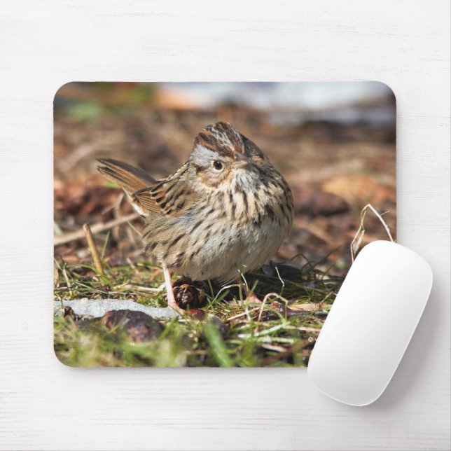 Cute Spunky Lincoln's Sparrow Songbird Mouse Pad (With Mouse)